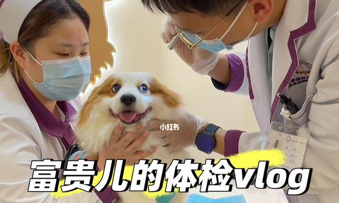 怎样为宠物狗进行自检？（15个步骤教你轻松做到）