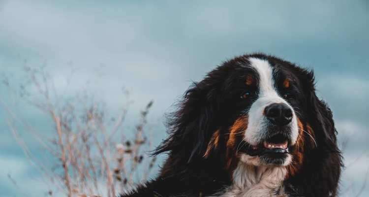 如何护理伯恩山犬的牙齿（关爱宠物健康，从口腔护理开始）