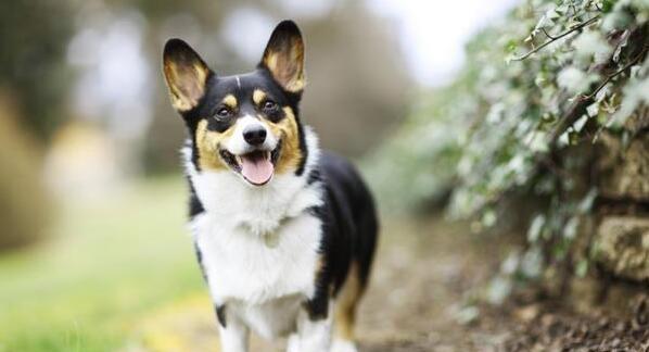 如何训练柯基犬听令即叫（打造听话的柯基犬，让它成为你的好帮手）