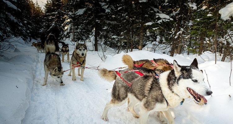 如何训练萨摩耶犬成为拉雪橇犬（以宠物为主，让你的萨摩耶犬成为真正的北极犬）