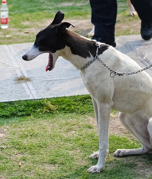 如何全面照顾灵缇幼犬的成长？（宠物爱好者必看！灵缇幼犬的饲养知识一网打尽！）