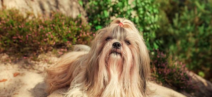 探秘以西施犬的品种特点（了解以西施犬的性格、外貌、饲养习惯等细节）