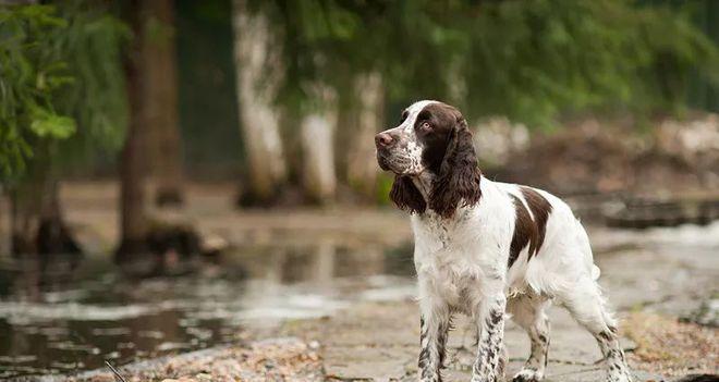 如何帮助宠物史宾格犬战胜感冒（有效的疗法和预防方法，让你的爱犬健康快乐）