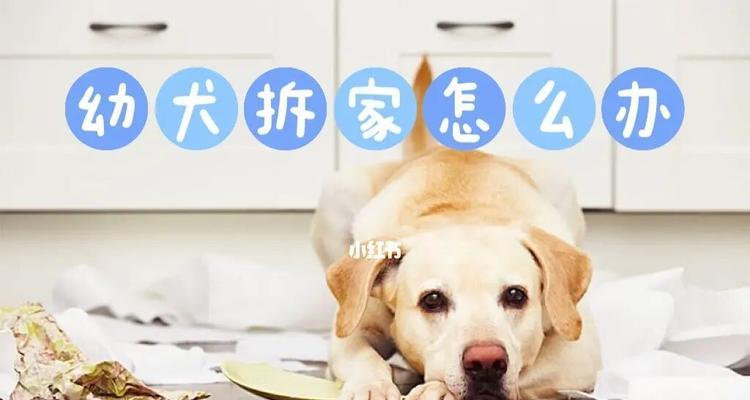 遇到宠物犯错该怎么办？（掌握正确的处理方法，让宠物更懂事）