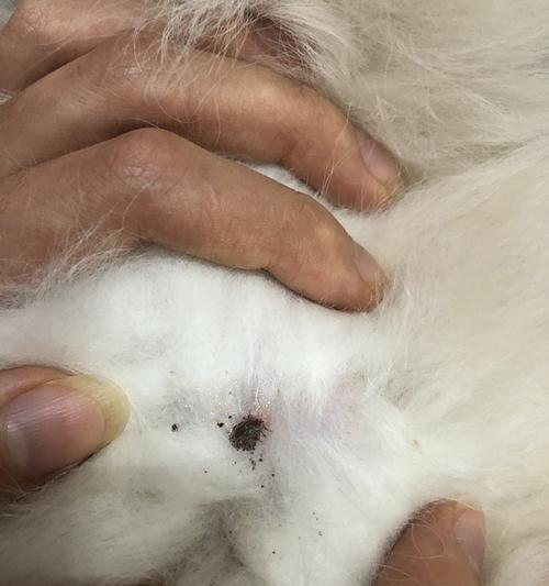 如何有效驱除宠物身上的蜱虫？（掌握这些方法，让宠物远离蜱虫侵害！）