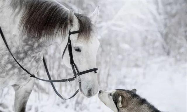 如何进行有效的社会化训练——以卡斯罗犬为例（宠物的社交能力为何重要）