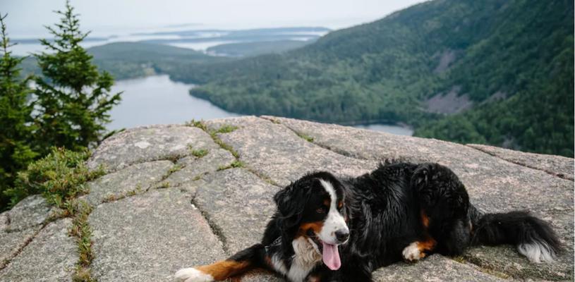 如何训练伯恩山犬大小便？（掌握技巧，让宠物便便变得更容易）