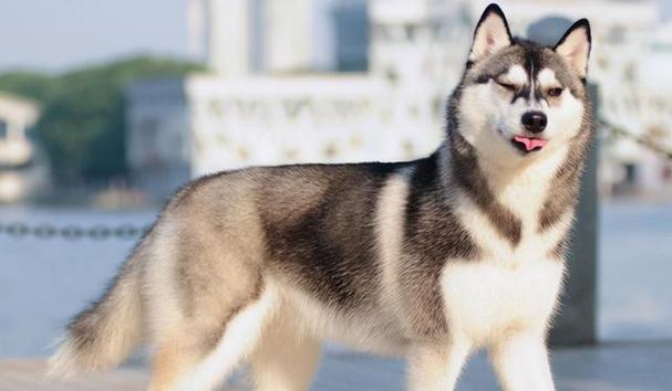 如何训练哈士奇幼犬听话（训练哈士奇幼犬的有效方法和技巧）