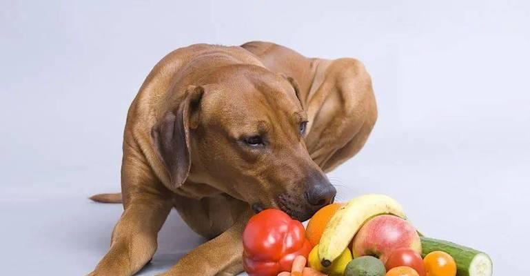 提高宠物狗皮肤抵抗力的方法（让你的爱犬拥有健康的皮肤）