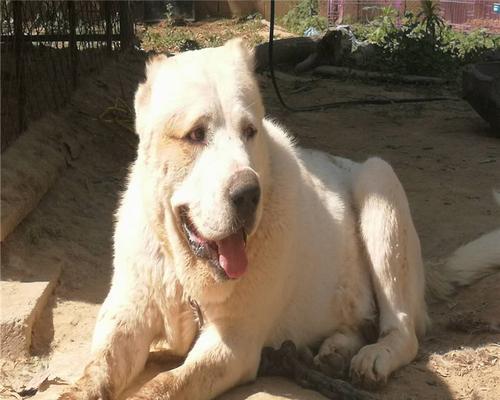 如何正确清洁杜高犬的面部（打造宠物的健康美容）