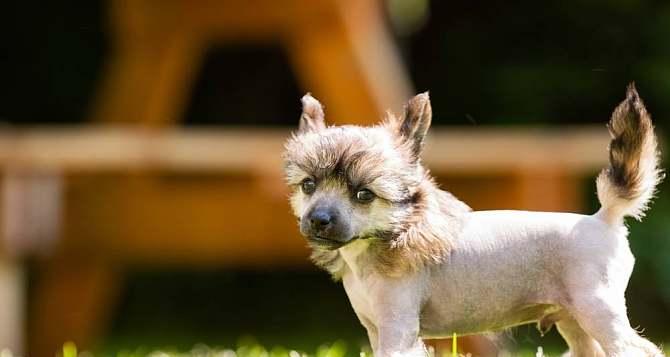 探秘中国冠毛犬的独特之处（一款独具特色的宠物犬种，以中国冠毛犬为例）