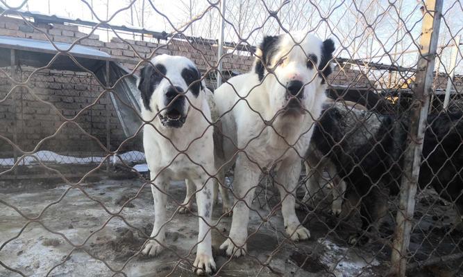 为什么中亚牧羊犬要剪耳？（探寻中亚牧羊犬耳部修剪的原因和影响）