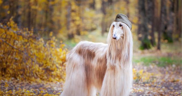 阿富汗猎犬的历史与文化（从伟大猎犬到贵族宠物，阿富汗猎犬的演变历程）