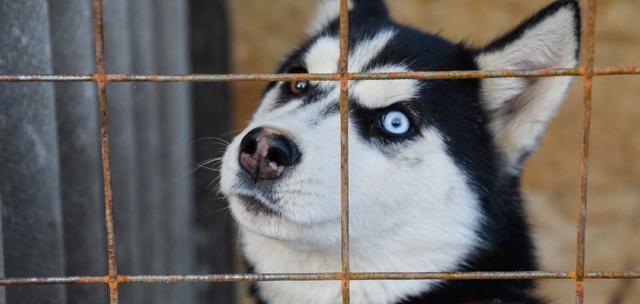 阿拉斯加犬为什么喜欢舔尾巴？（探究阿拉斯加犬舔尾巴的原因及对宠物健康的影响）