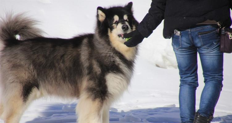 阿拉斯加雪橇犬的生存现状（宠物犬与野生犬的差异及保护措施）