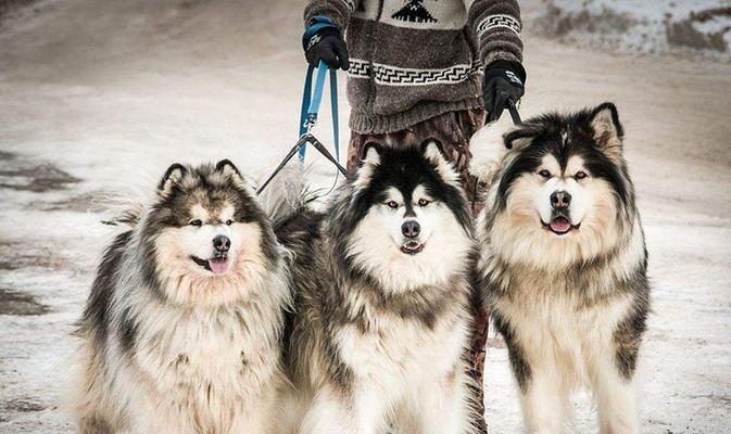 养护阿拉斯加雪橇犬的秘诀（打造健康、快乐的宠物生活）