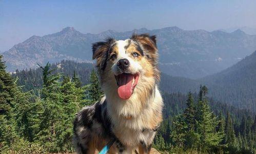 了解澳大利亚牧羊犬的缺点（宠物犬养护必读，澳大利亚牧羊犬的不足）