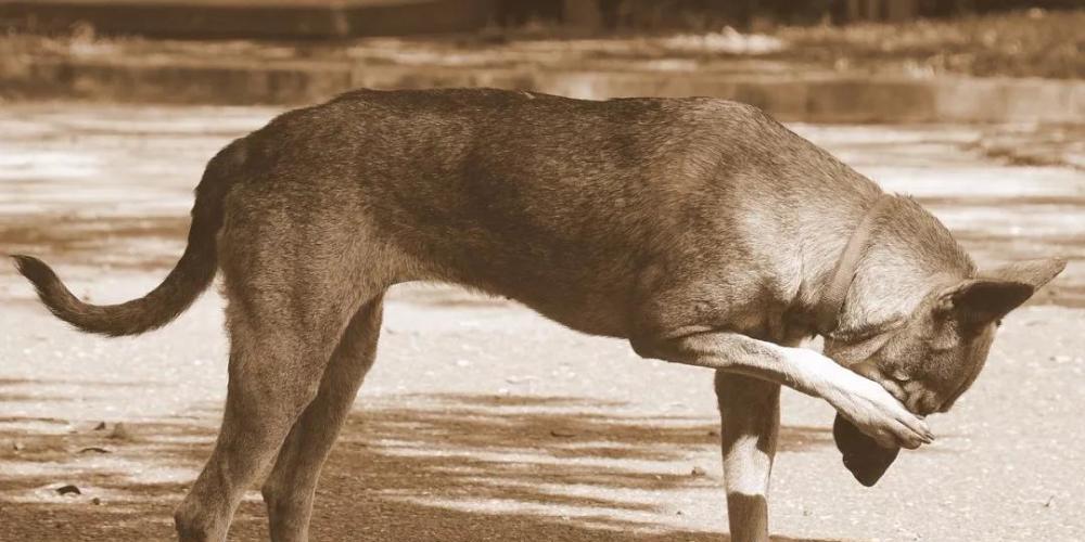 以巴哥犬为什么会一直打喷嚏（探究巴哥犬打喷嚏的原因及预防方法）