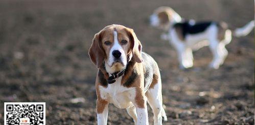 比格犬训练指南——加强关键训练（打造忠诚、听话、积极的比格犬）