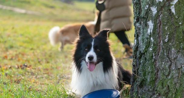 如何训练边境牧羊犬成为完美的宠物犬（掌握训练技巧，打造忠诚可靠的伴侣）