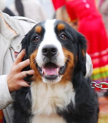 如何正确清理以伯恩山犬的耳朵（细致耳朵清洁让你的宠物健康无忧）