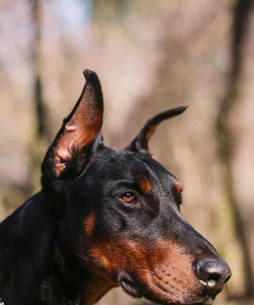 以杜宾犬为宠物的基本养护知识解析（了解如何照顾您的杜宾犬——营养、运动、卫生等方面的重要内容）