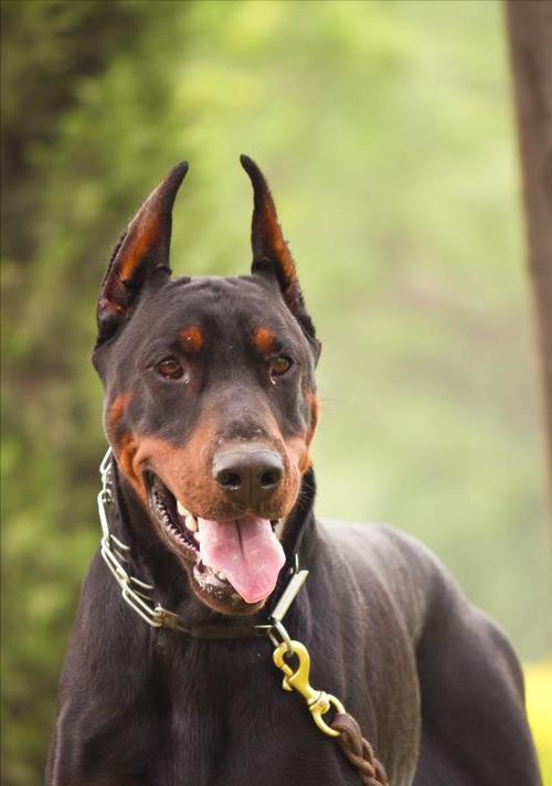 以杜宾犬为宠物的优点和缺点（了解杜宾犬的特性，选择合适的宠物伴侣）