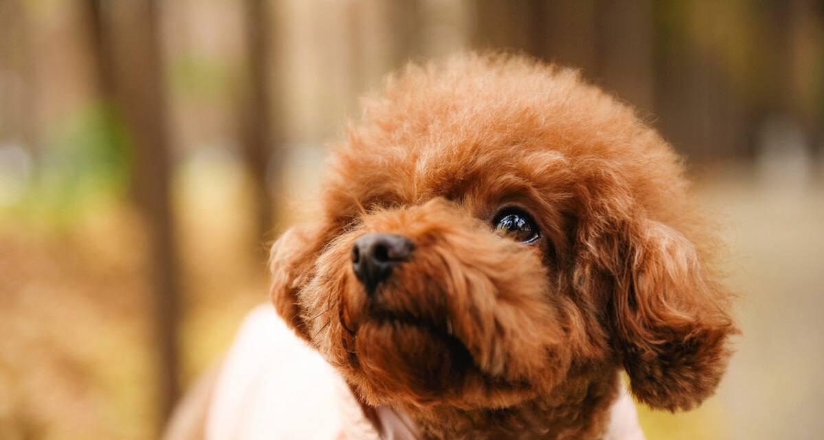 遇到法国斗牛犬咬架受伤怎么办？（应对宠物咬伤，及时救治，预防意外）