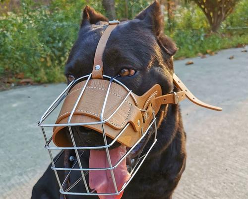 如何训练杜高犬成为忠诚的宠物（以杜高犬怎么训练为例，分享杜高犬训练方法）