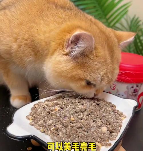 猫咪不想吃东西怎么办（宠物猫拒食处理指南｜关注猫咪健康）