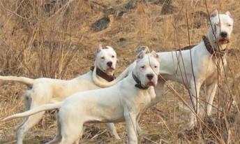 探究杜高犬不同颜色品种（从宠物狗爱好者角度看杜高犬的五种主要颜色）