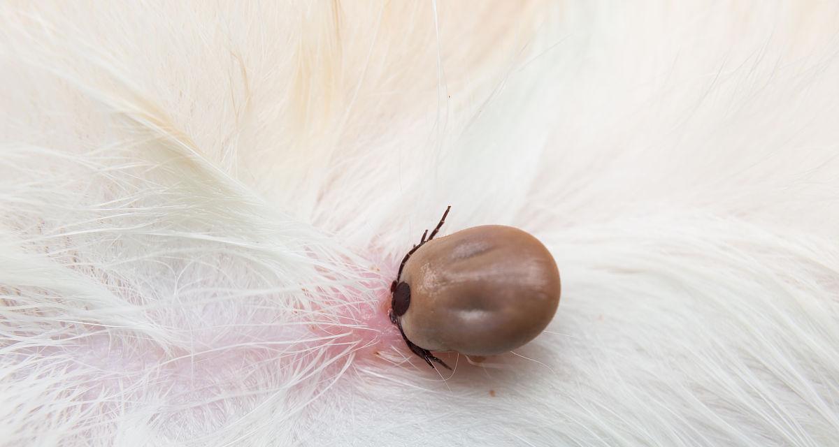 宠物犬身上的蜱虫危害（探究蜱虫对狗狗的危害及防治方法）