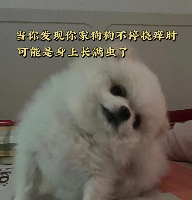 狗狗洗澡全指南（让你的爱犬感受清爽洗澡的秘诀）