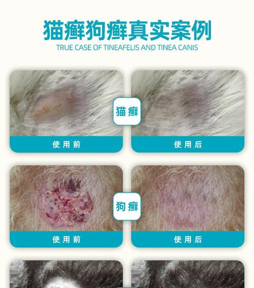如何治疗狗狗身上的螨虫？（选择正确的药物是关键）