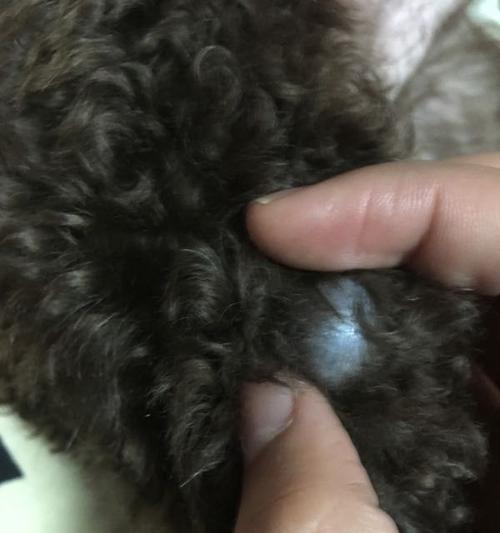 狗狗阴部黑色物质（揭秘狗狗阴部黑色物质的成因，帮你轻松解决狗狗健康问题！）