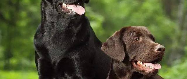 教你如何处理拉布拉多犬的破坏行为（以宠物为主，让你的狗变成好孩子）