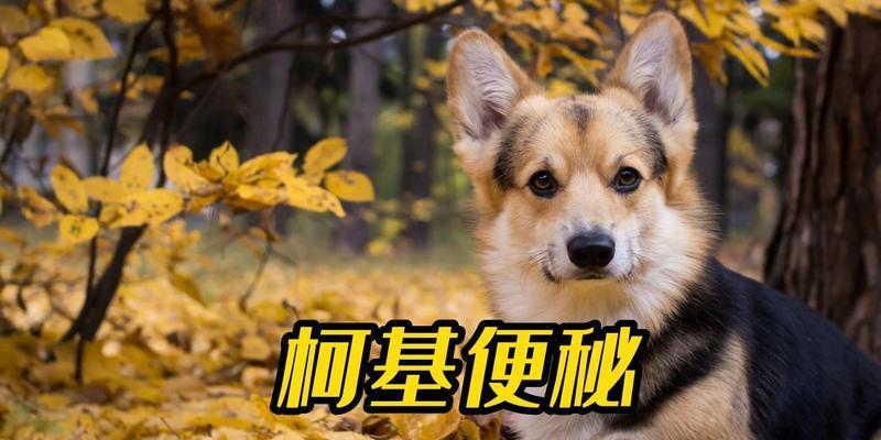 怎样帮助柯基犬缓解便秘问题？（解决宠物柯基犬便秘的有效方法）