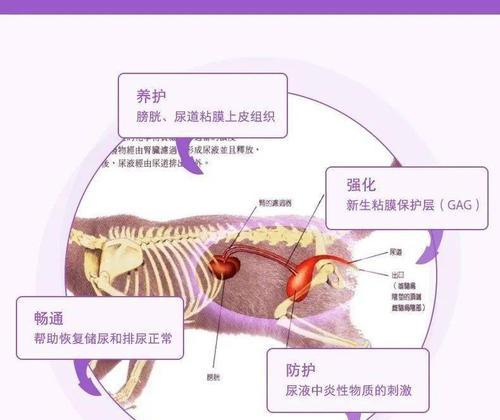 探秘猫咪内窥镜检查，保障宠物健康（了解猫咪内窥镜检查的必要性及检查内容）