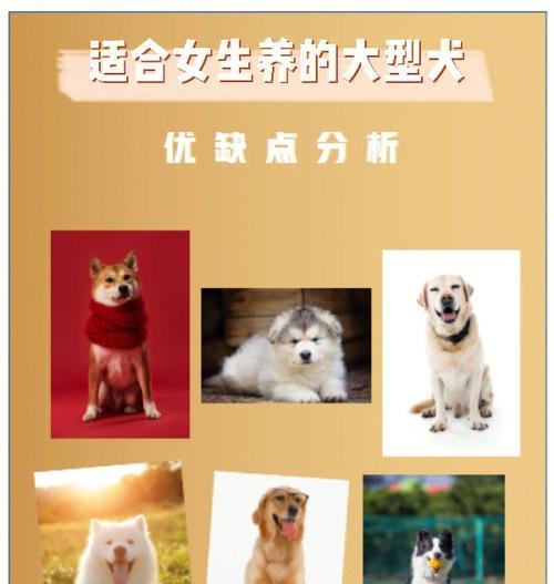 巨型贵宾犬的优缺点（了解这个宠物的特点和适合人群，培养良好的养犬习惯是关键）