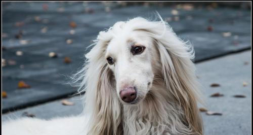 如何正确清理阿富汗犬的耳朵（宠物护理必备，让你的狗狗远离耳朵疾病！）