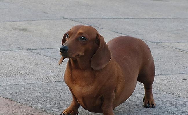 为腊肠犬穿衣服的好处