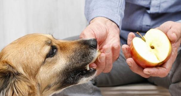 狗狗可以吃水果吗？（宠物主人必看！狗狗饮食小知识）