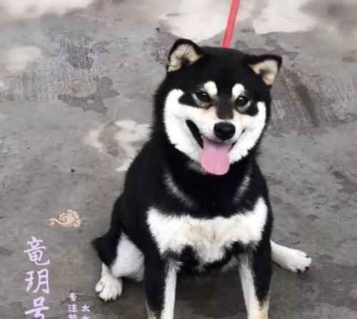 如何正确喂养你的爱犬？（关注宠物健康，从饮食开始）