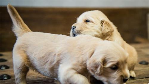 金毛犬尿频怎么办？（宠物主人必看，解决犬儿频尿烦恼！）