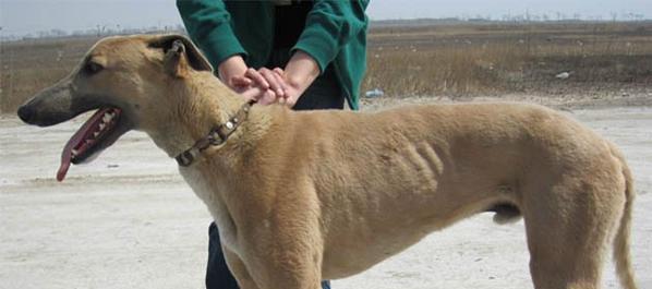 如何训练格力犬抓兔子（宠物训练技巧，让你的格力犬成为猎兔高手）