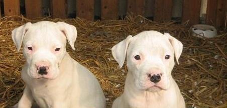 杜高犬幼犬健康饲养指南（宠爱杜高犬，健康从幼犬开始）