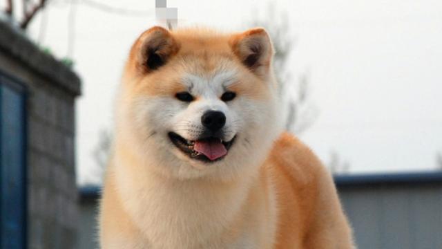 秋田犬掉毛原因解析（为什么秋田犬会掉毛？——来自宠物专家的科学解读）