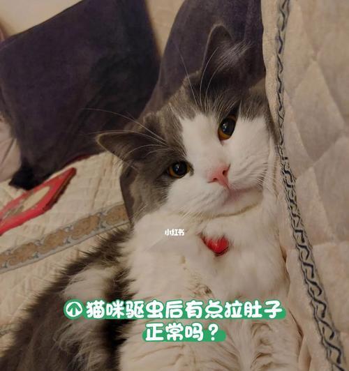 如何治疗猫咪的腹泻（推荐多种药物治疗猫咪拉肚子）