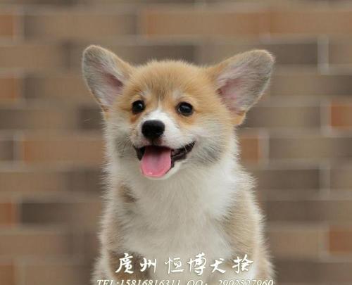 犬舍一般养多少条犬？（犬舍规模与犬只数量的关系）