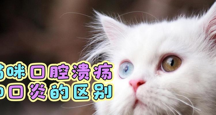 猫咪口腔溃疡的原因及预防措施（了解口腔溃疡的成因，从预防开始）